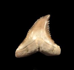 Sphyrna zygaena tooth from Peru | Buried Treasure Fossils