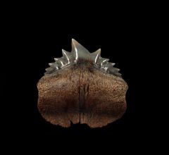 Peruvian Hexanchus griseus  symphseal tooth | Buried Treasure Fossils