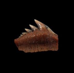 Peruvian Hexanchus griseus tooth | Buried Treasure Fossils