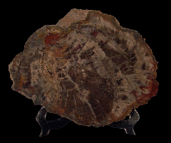 Conifer Petrified Wood - Polished slab | Buried Treasure Fossils