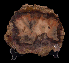 Arizona Rainbow Petrified Wood - Polished slab | Buried Treasure Fossils