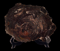 Utah Petrified Wood - Polished slab | Buried Treasure Fossils