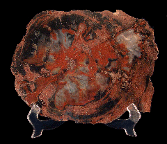 Arizona Rainbow Petrified Wood - Polished slab | Buried Treasure Fossils