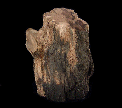 Petrified Wood section - Robinia Wood | Buried Treasure Fossils