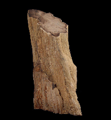 Petrified Wood section - Locust Wood | Buried Treasure Fossils