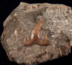 Large Ctenacanthus sp. tooth for sale | Buried Treasure Fossils