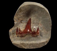 Extra Large Ctenacanthus artiensis tooth for sale | Buried Treasure Fossils