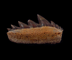 Notidanodon lanceolatus lower jaw tooth - Stariy Oskol, Russia | Buried Treasure Fossils