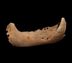 Romanian Cave Bear jaw for sale | Buried Treasure Fossils