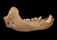 Top quality cave bear jaw for sale | Buried Treasure Fossils