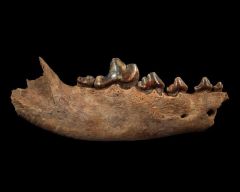 Ice Age Gray Wolf jaw | Buried Treasure Fossils