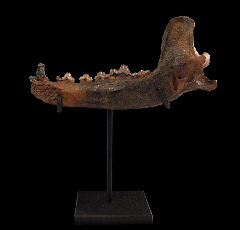 Ice Age Gray Wolf lower jaw for sale | Buried Treasure Fossils