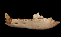 Canis lupus jaw section | Buried Treasure Fossils