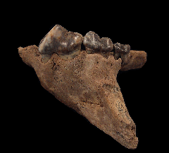 Wolf jaw fossil | Buried Treasure Fossils