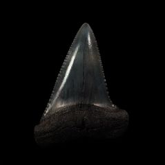 Large So. African Carchardon carcharias tooth for sale | Buried Treasure Fossils