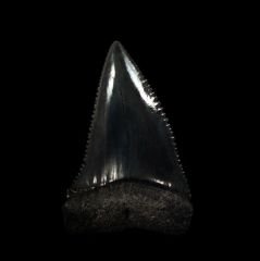 So African Great White shark tooth for sale | Buried Treasure Fossils