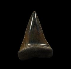 Quality So. African Great White shark tooth for sale | Buried Treasure Fossils