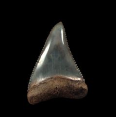 Real So. African Great White shark tooth for sale | Buried Treasure Fossils