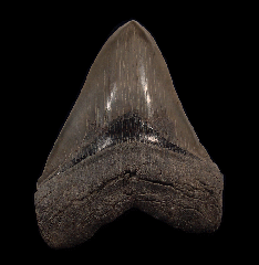 Gem Megalodon tooth for sale | Buried Treasure Fossils