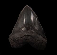 BIG So. Carolina Megalodon tooth for sale | Buried Treasure Fossils