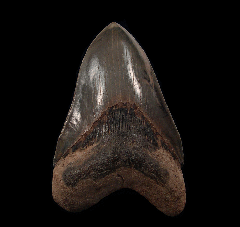 Extra Large Carolina Megalodon tooth for sale | Buried Treasure Fossils