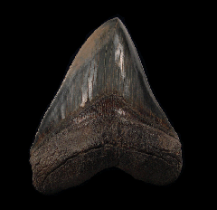 Black SC Megalodon tooth for sale | Buried Treasure Fossils