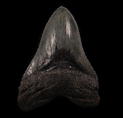 Colorful Carolina Megalodon tooth for sale | Buried Treasure Fossils