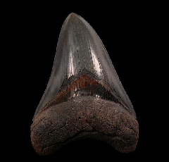 Large So. Carolina Megalodon tooth for sale | Buried Treasure Fossils