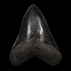 Serrated So. Carolina Megalodon tooth for sale | Buried Treasure Fossils