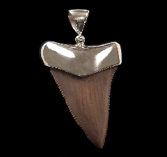 Great White shark tooth pendant for sale | Buried Treasure Fossils