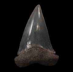 Carcharodon hastalis tooth from So. Carolina | Buried Treasure Fossils