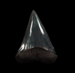 Quality Isurus hastalis tooth for sale | Buried Treasure Fossils