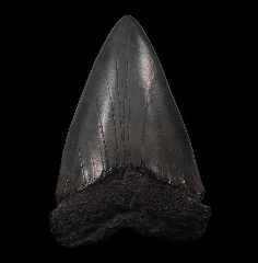 Isurus hastalis tooth from So. Carolina | Buried Treasure Fossils