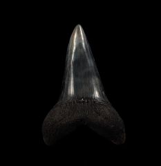 Extra Large Isurus hastalis tooth for sale | Buried Treasure Fossils