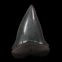 Hastalis tooth from So. Carolina | Buried Treasure Fossils