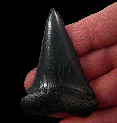 Extra Large Isurus hastalis tooth for sale | Buried Treasure Fossils