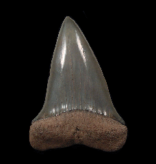 Big SC Carcharodon hastalis tooth for sale | Buried Treasure Fossils