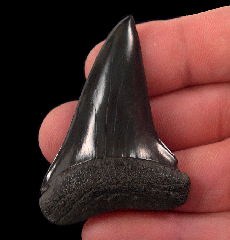 Black SC Big-tooth Mako tooth for sale | Buried Treasure Fossils