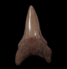 Brown Mako shark tooth for sale | Buried Treasure Fossils