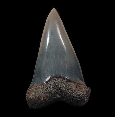 Black SC Big-tooth Mako tooth for sale | Buried Treasure Fossils