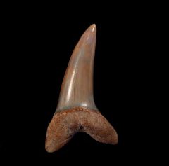 Big Isurus desori tooth for sale | Buried Treasure Fossils