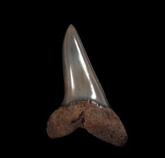 Isurus desori tooth for sale | Buried Treasure Fossils