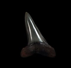 Real So. Carolina Isurus desori tooth for sale | Buried Treasure Fossils