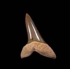 Real So. Carolina Isurus desori tooth for sale | Buried Treasure Fossils