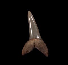 Real So. Carolina Isurus desori tooth for sale | Buried Treasure Fossils