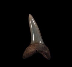 Real So. Carolina Isurus desori tooth for sale | Buried Treasure Fossils