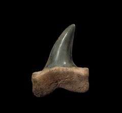 Real So. Carolina Isurus desori tooth for sale | Buried Treasure Fossils