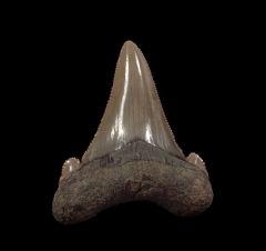 Harleyville Auriculatus tooth for sale | Buried Treasure Fossils