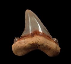 So. Carolina Otodus auriculatus tooth for sale | Buried Treasure Fossils