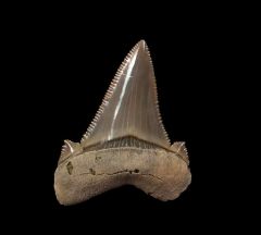 So. Carolina Carcharocles sokolovi  tooth for sale | Buried Treasure Fossils